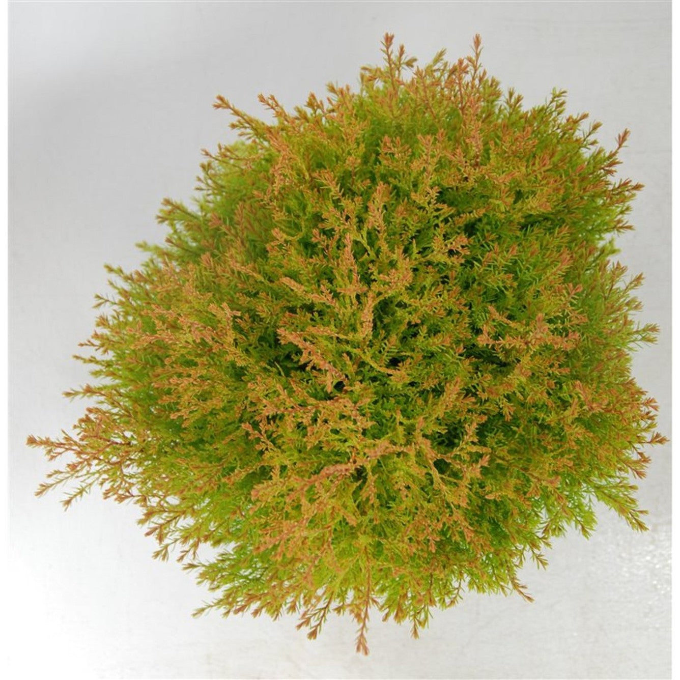 Thuja – Thuja occidentalis 'Fire Chief' - C7.5 30-40 cm.